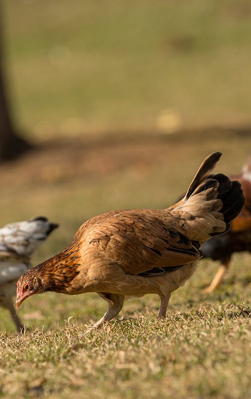 Üretim ve işlemede doğal sürece sıfır müdahale